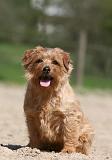 NORFOLK TERRIER 010